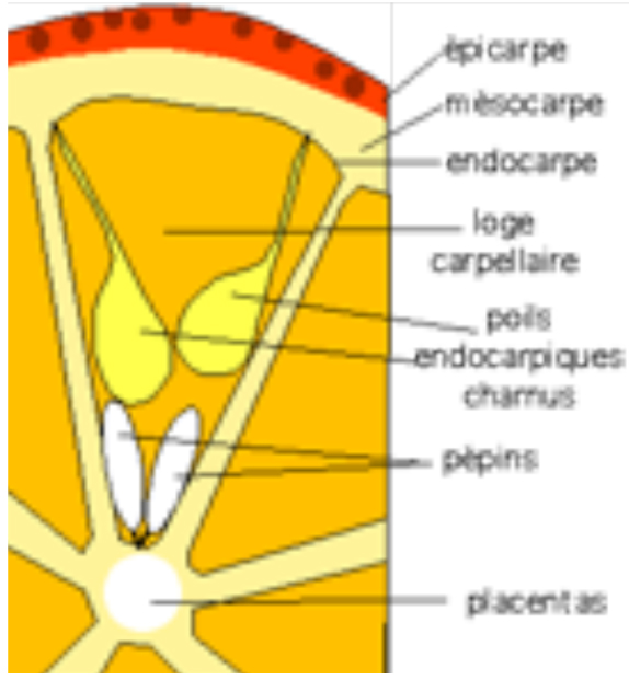 Schéma d'une coupe transversale d'agrume