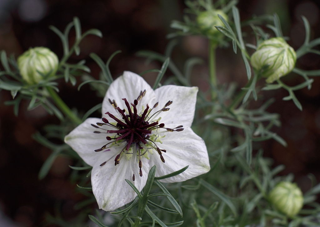 Nigella sativa (Nigelle)