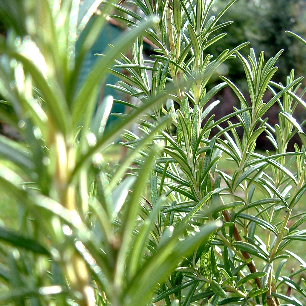 Huile essentielle de Romarin à Verbénone Bio - Chez Mamie, épicerie  bio-vrac sans emballage pour le zéro déchet