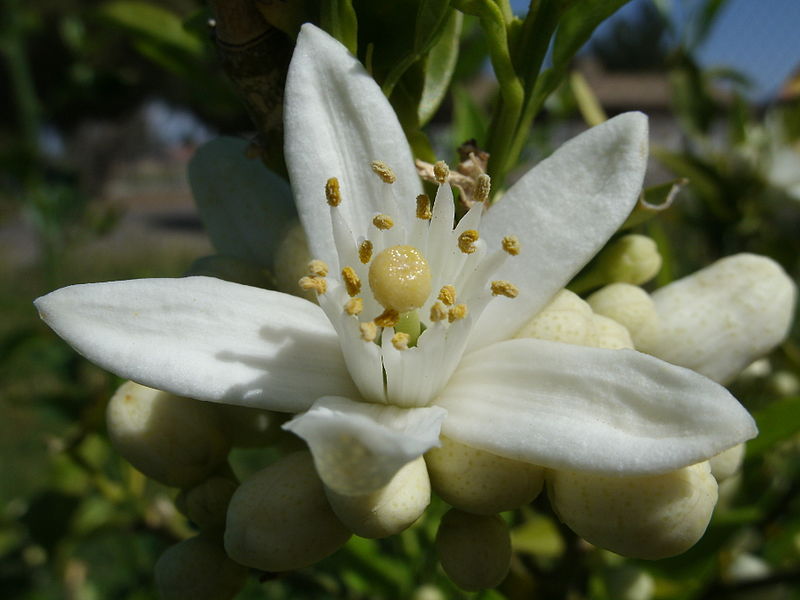 Néroli 10%,, Dilution de l'huile essentielle dans de l'huile de jojoba  biologique.