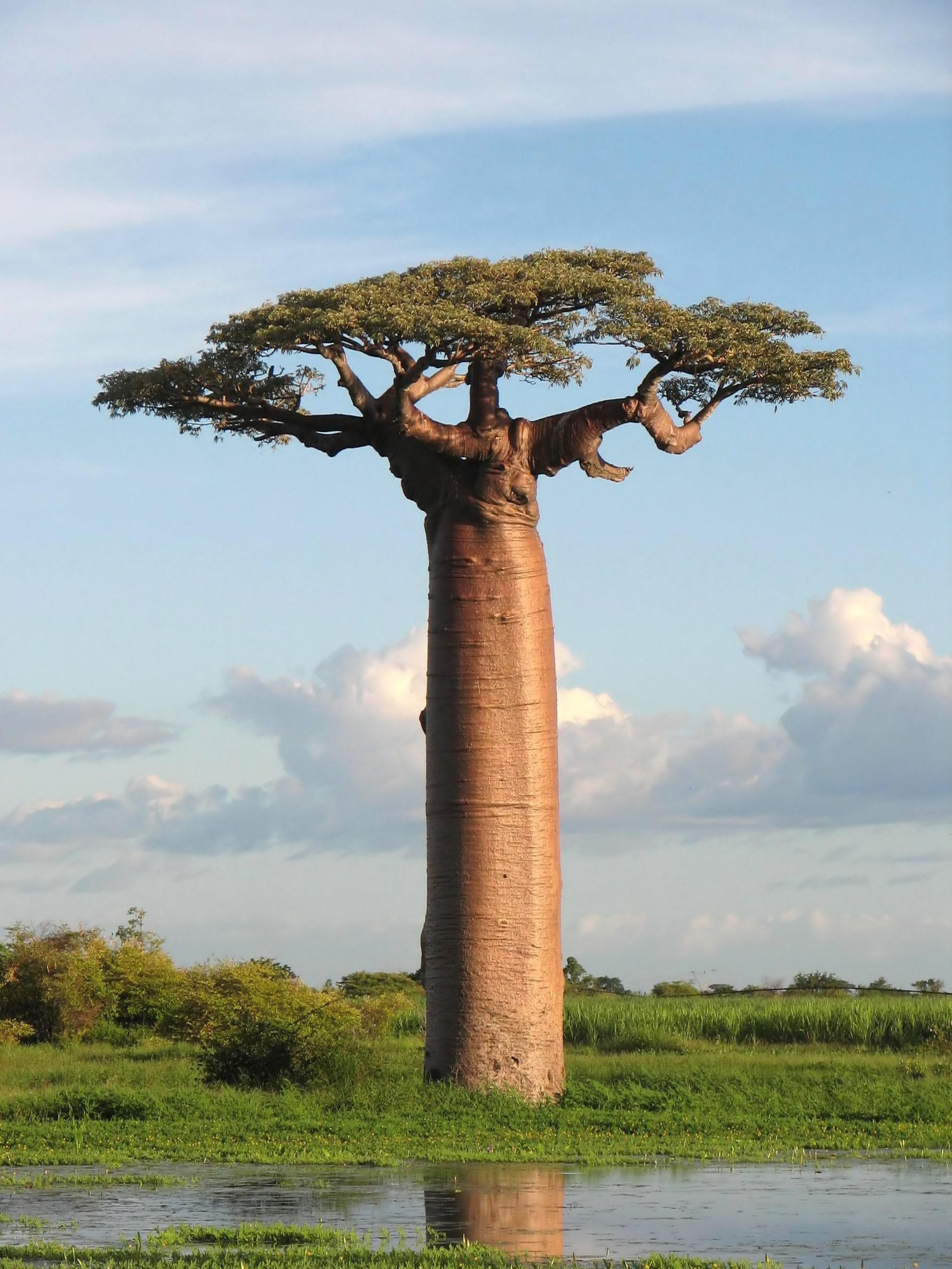 Baobab, adansonia