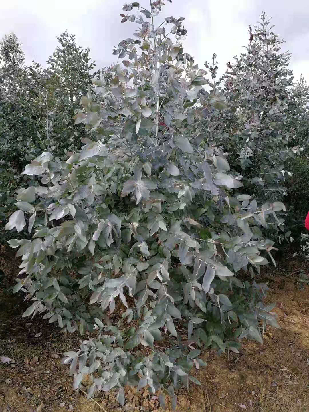 Eucalyptus radié, Hydrolat (Eucalyptus radiata) - Aroma Centre