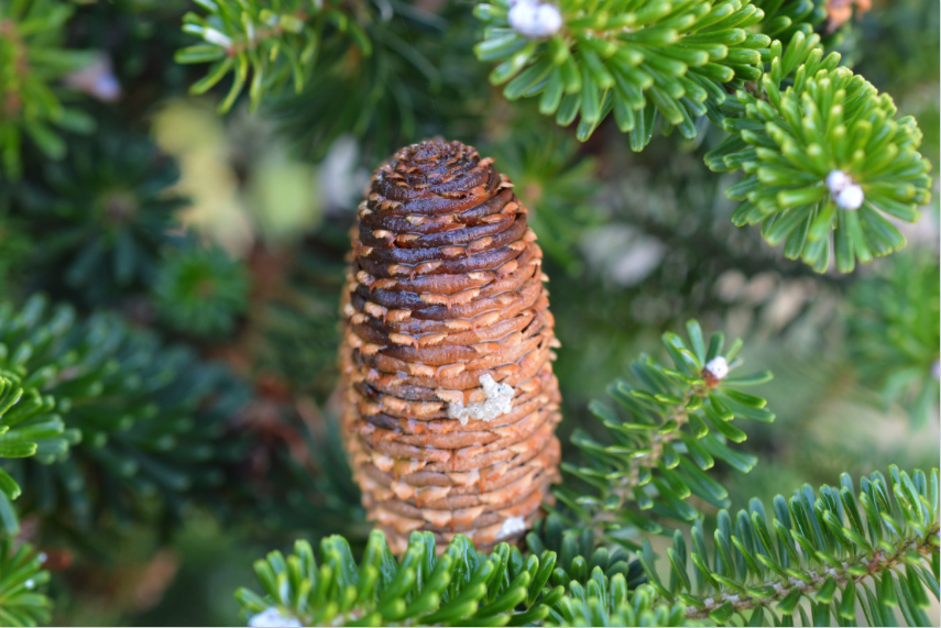 Fraser Fir & Eastern Hemlock (Co-Distilled) Essential Oil