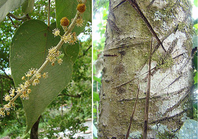 Dragon Blood Essential Oil Aroma