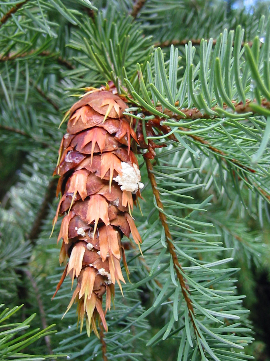 Fraser Fir & Eastern Hemlock (Co-Distilled) Essential Oil