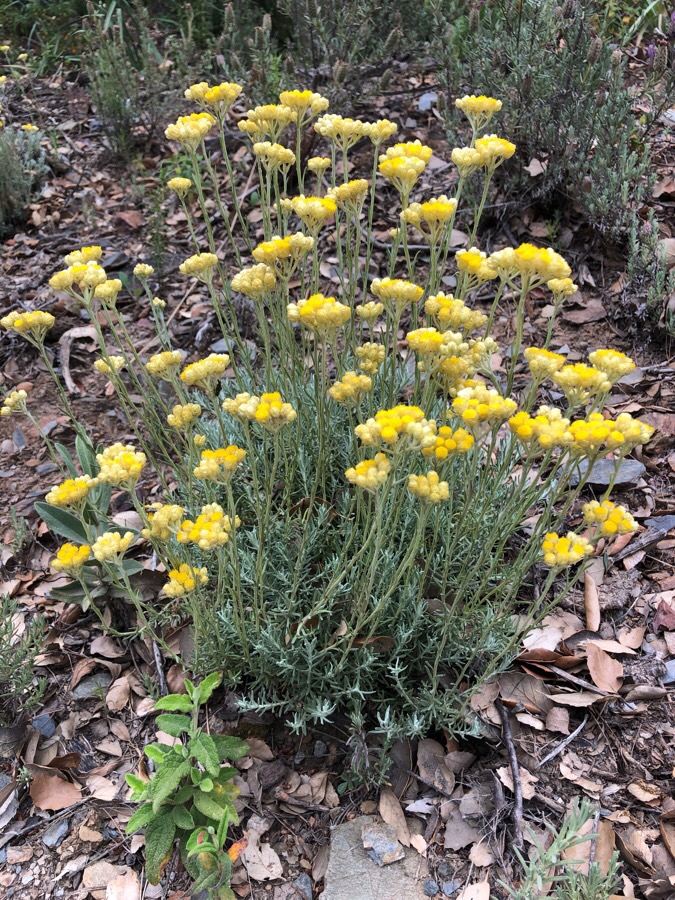 Hélichryse italienne biologique - A fleur de vie