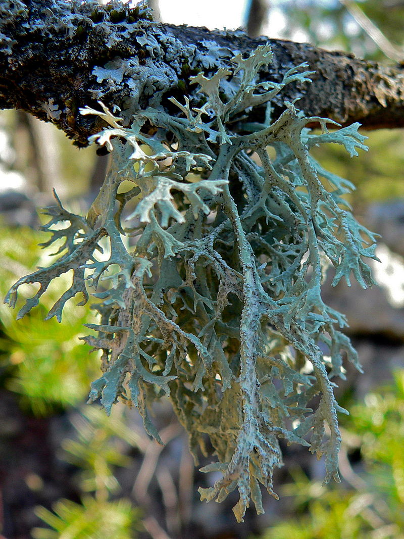 Oakmoss (Evernia prunastri) Absolute Essential Oil – Rising Sun Botanicals