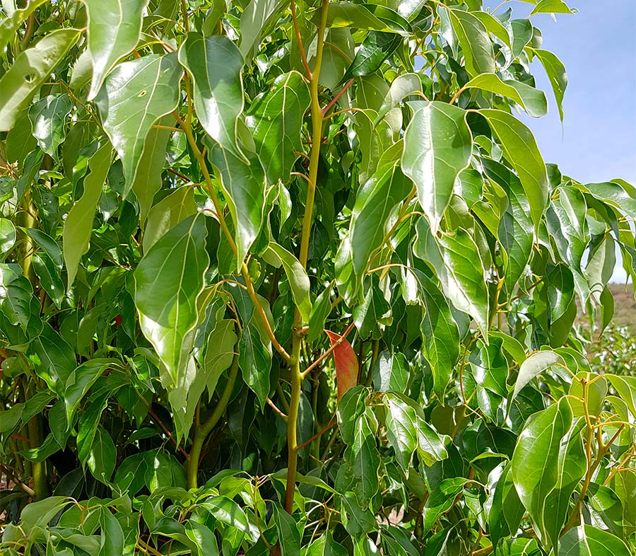 Ravintsara (Cinnamomum Camphora)