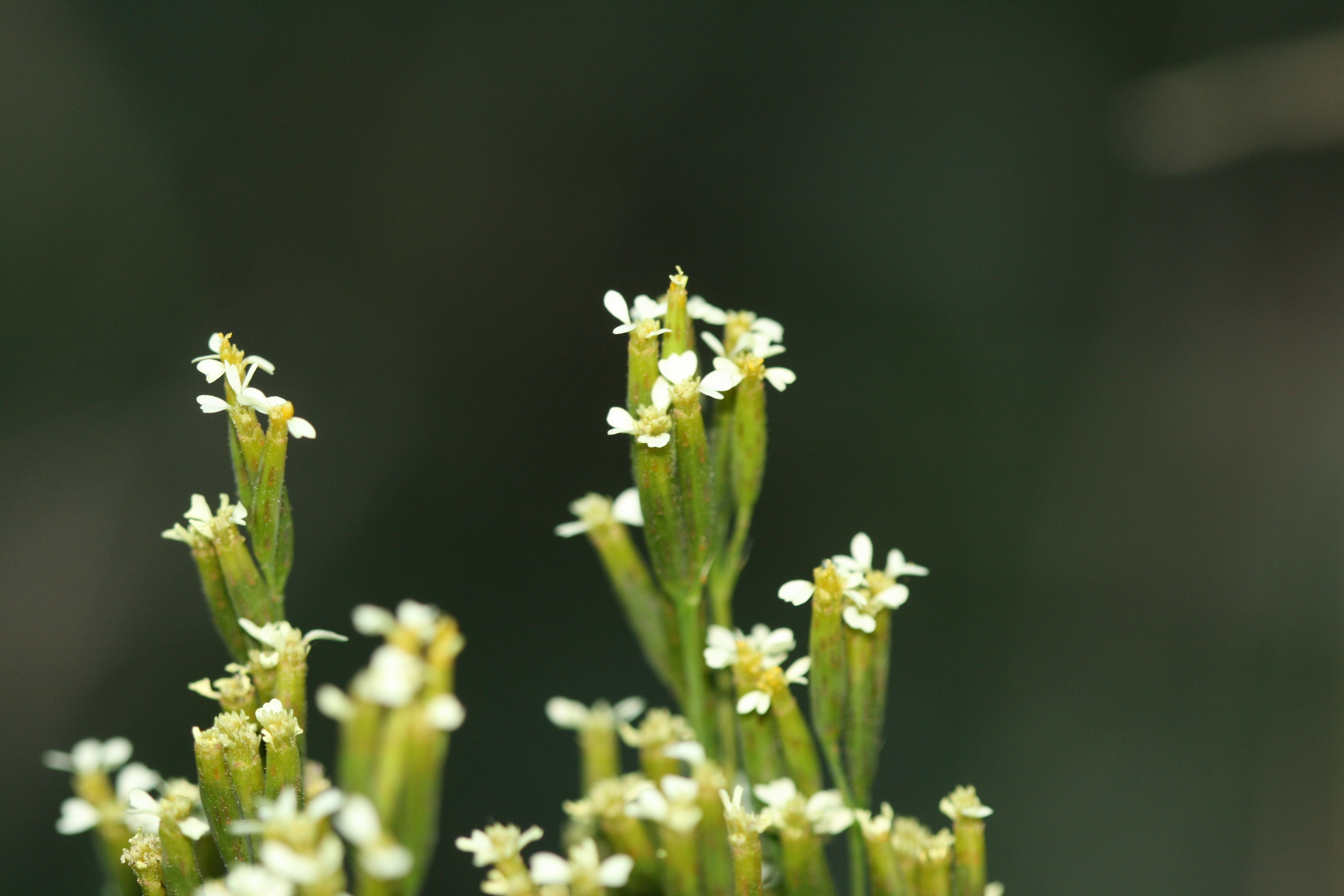 tagetes