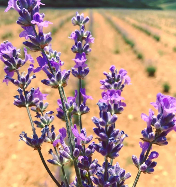 Huile Essentielle Lavande Vraie Cultivée BIO - Klarcha