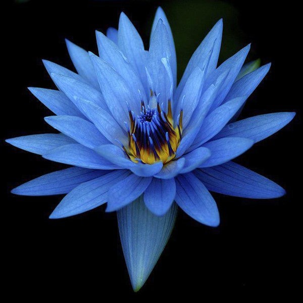 Lotus bleu blue lotus