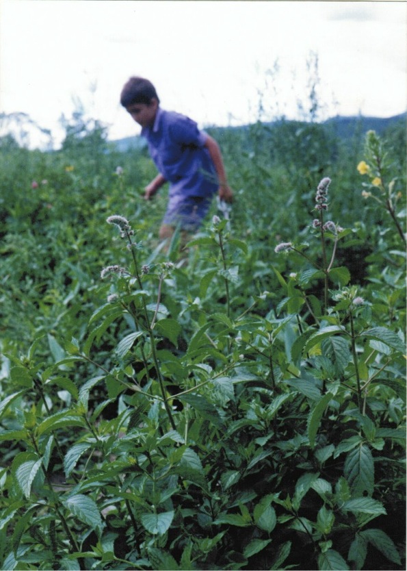 Huile essentielle de MENTHE POIVRÉE – Le Mondarôme