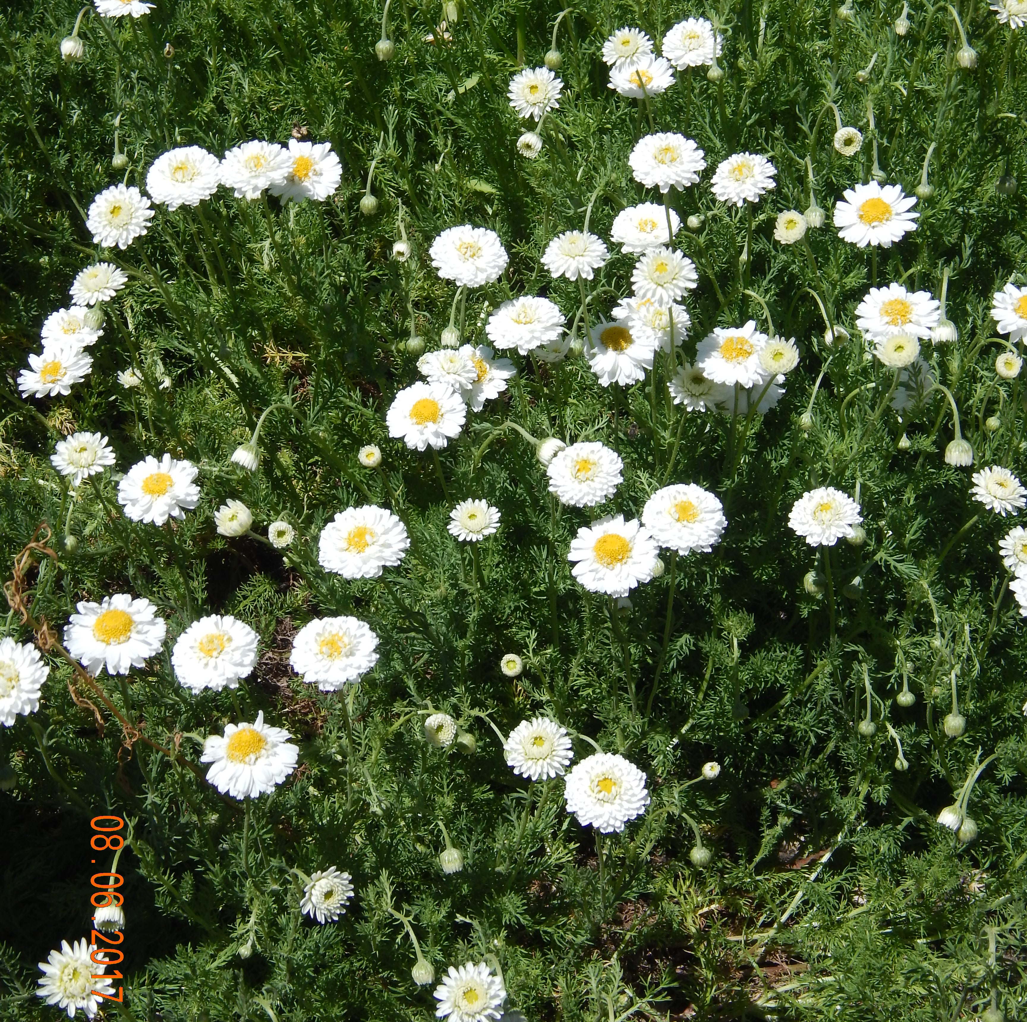 Camomille romaine, roman chamomile
