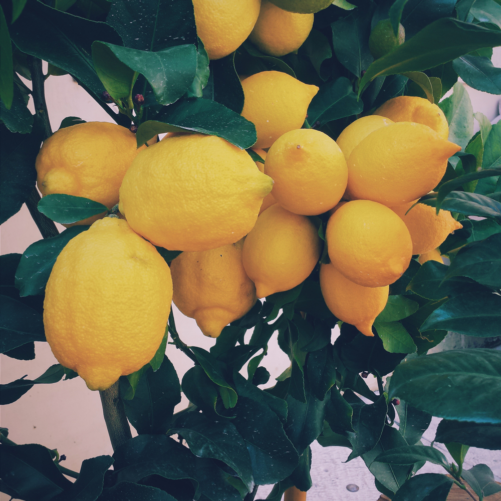 Citron jaune : bienfaits et vertus - Fleurance Nature