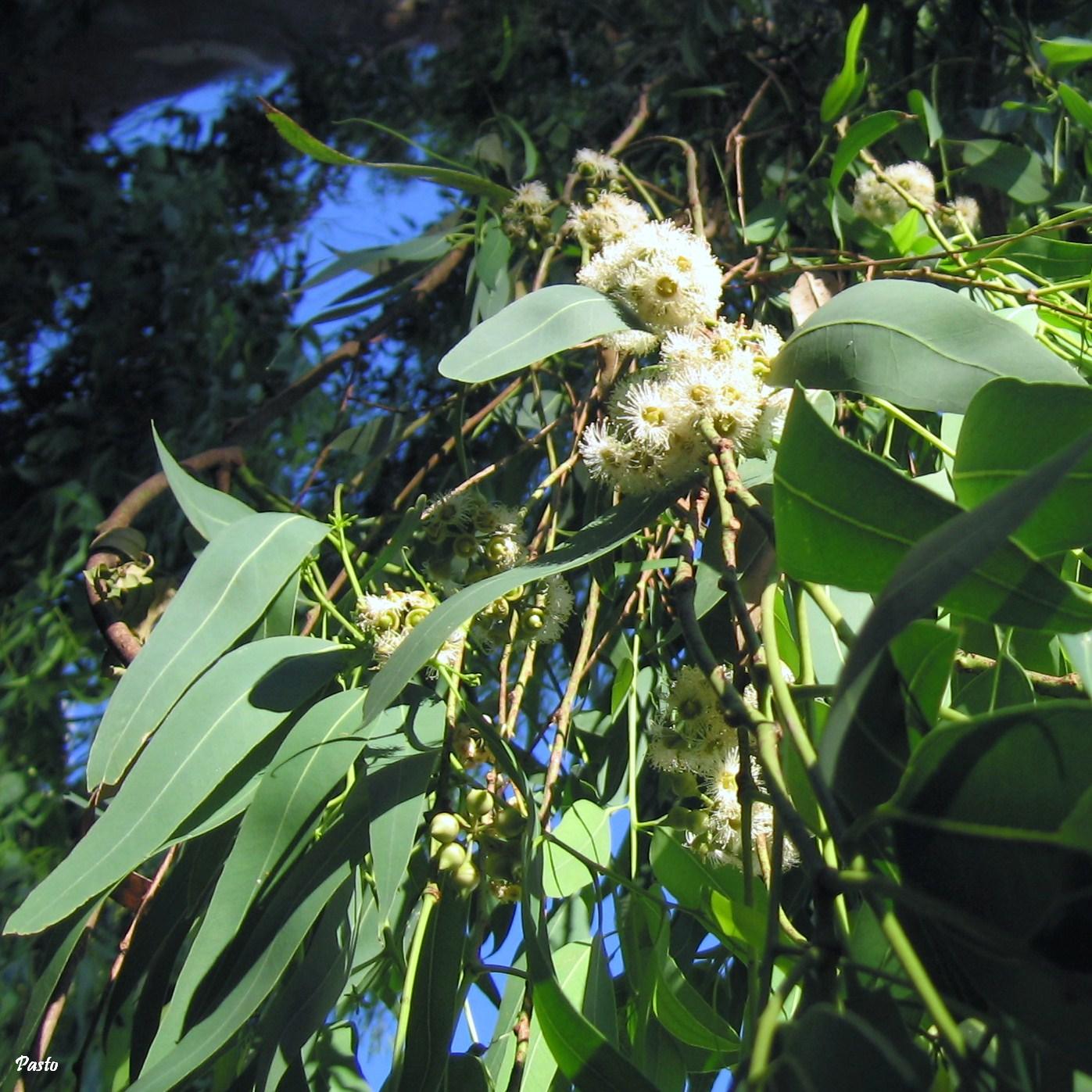 eucalyptus citriodora