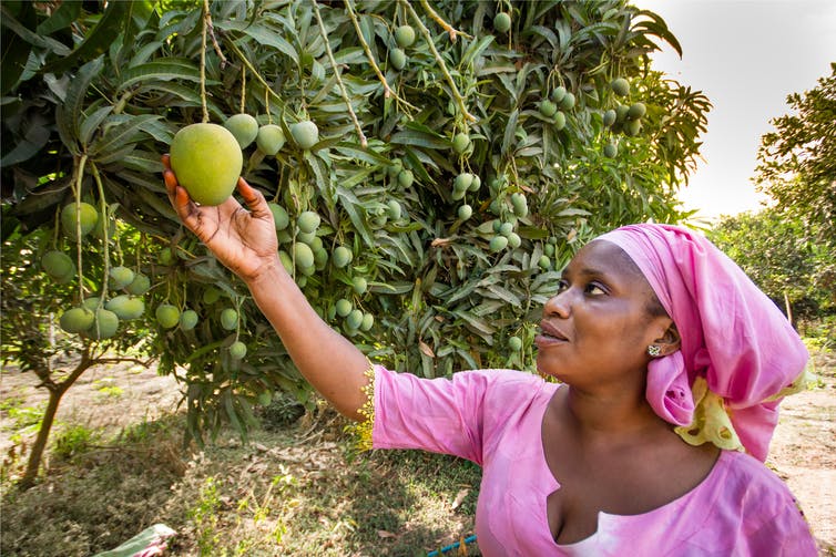 Beurre de Mangue et Passion – Surnaturel Cosmetics