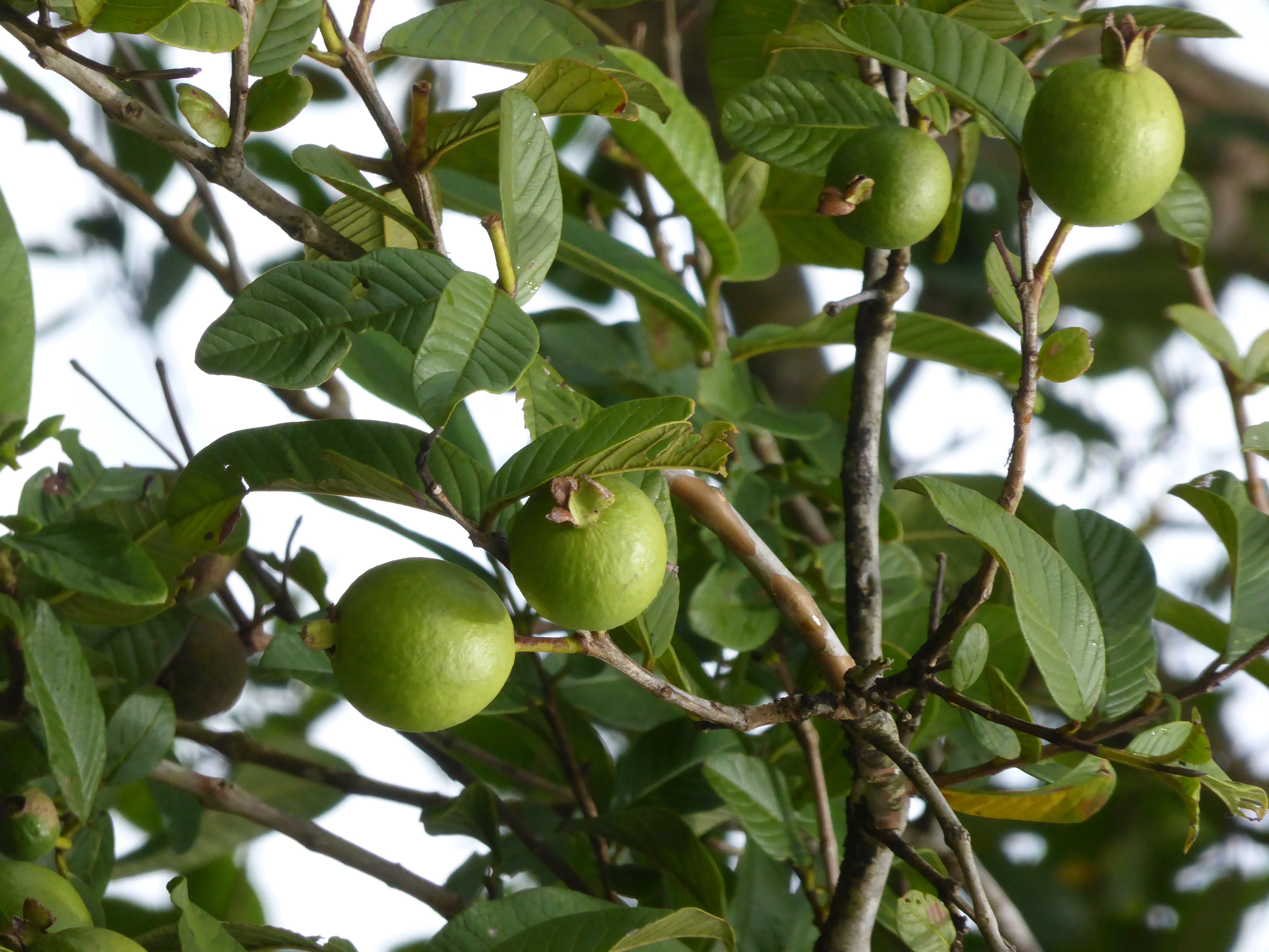 goyave, guava