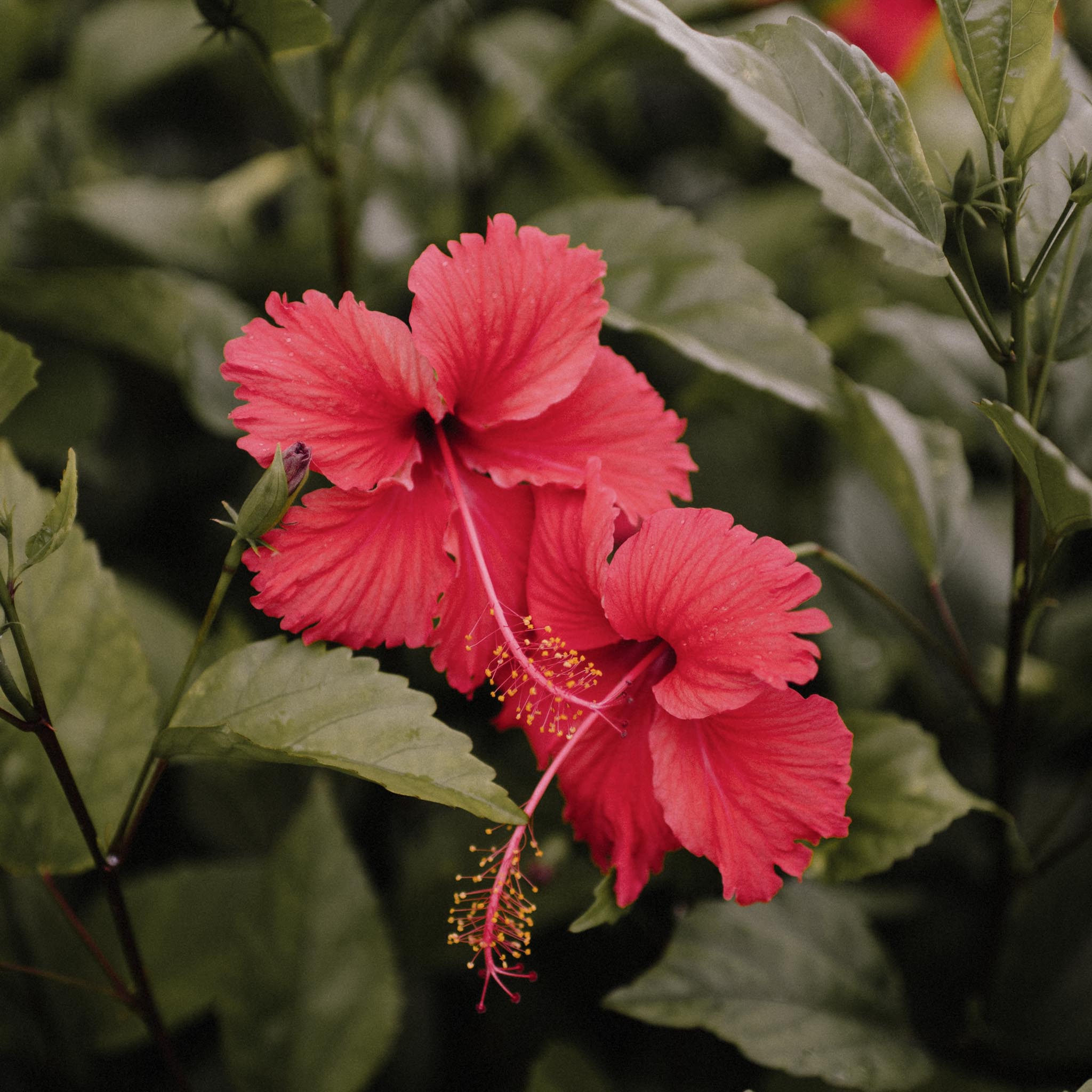 Essential Oils and essential oils diffuser, Hibiscus