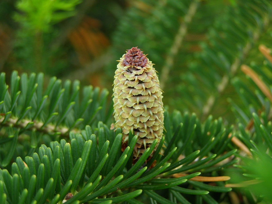 The Frasier Fir Essential Oil and How to Use It, by OileCure