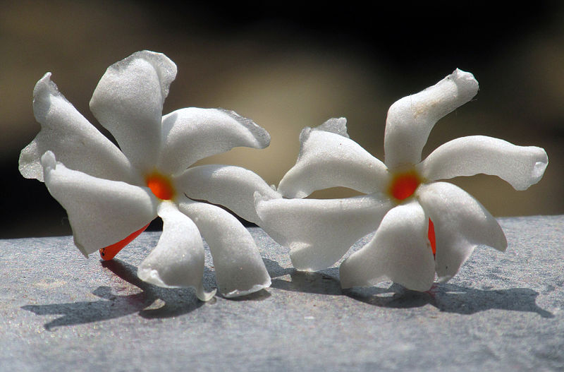 Jasmin