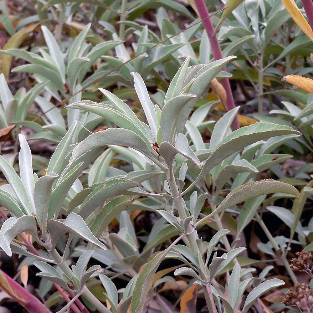 Sauge blanche du désert,, Eaux florales - hydrolats