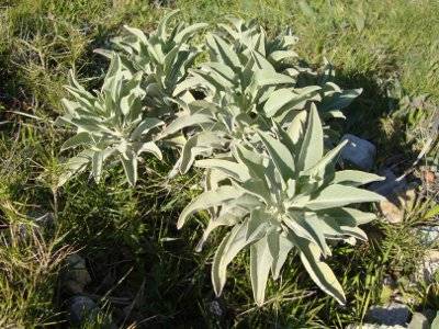Sauge sacrée blanche - Salvia apiana