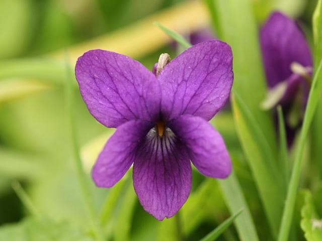 Violette violet