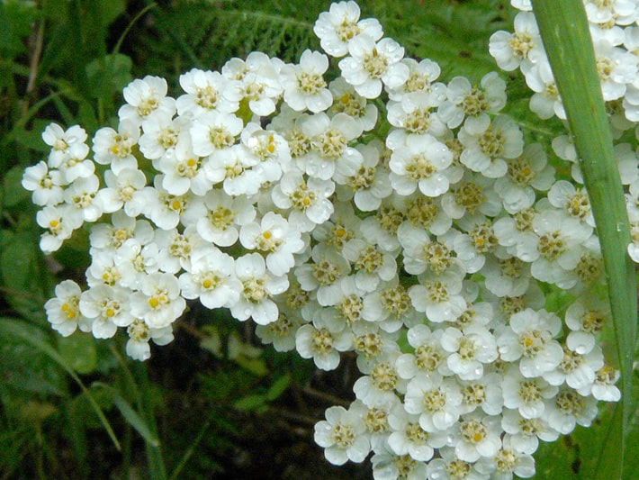 Achillée millefeuille 