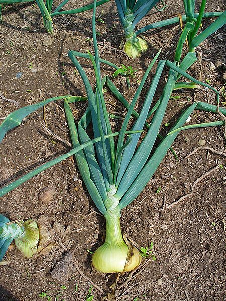 Oignon onion