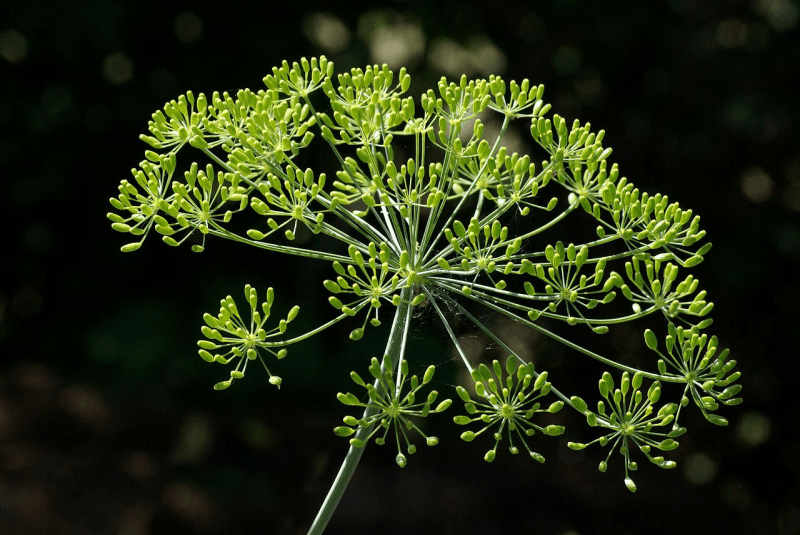 Aneth des Indes, indian dill