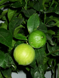 Essential Oils And Essential Oils Diffuser Bergamot Zayat Aroma