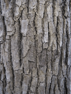 Bois de ho, ho wood