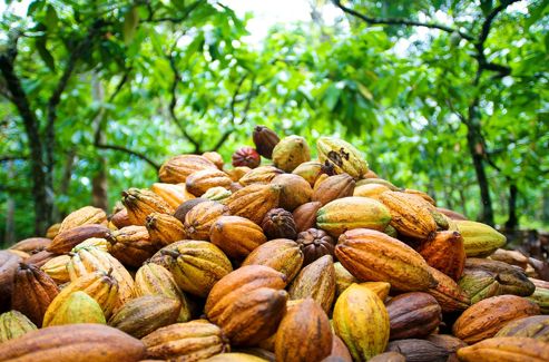 Cacao - désodorisé, beurre végétal (Theobroma cacao) - Aroma