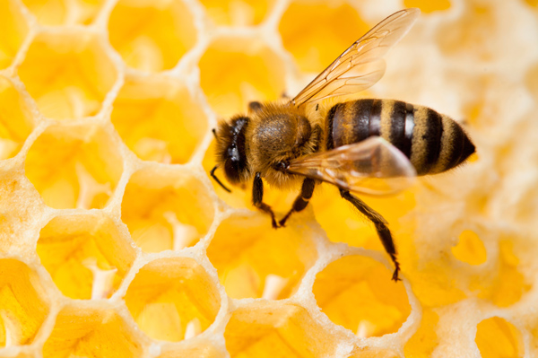 Cire d'Abeille Blanche Naturelle