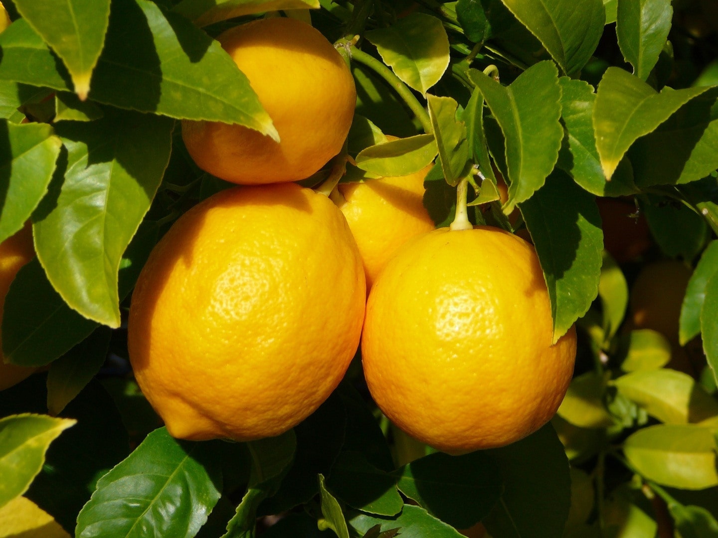 Citron jaune : bienfaits et vertus - Fleurance Nature