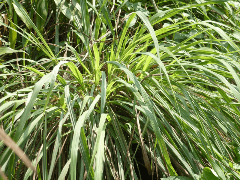 Citronnelle de Ceylan, citronella Ceylon