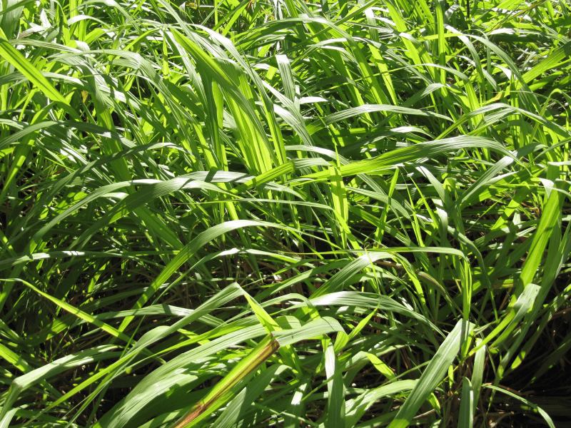 Citronnelle Java, citronella Java