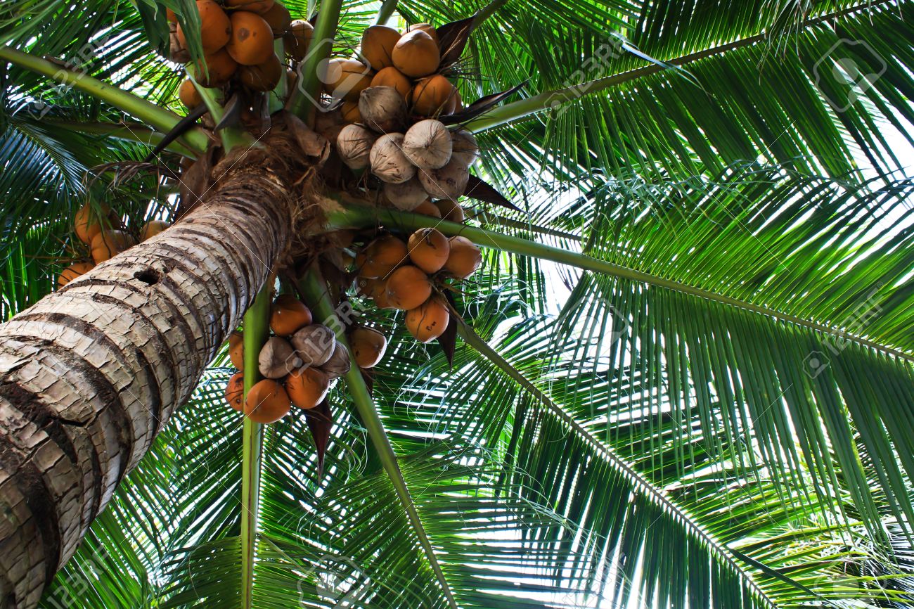 Arbre A La Noix / quel