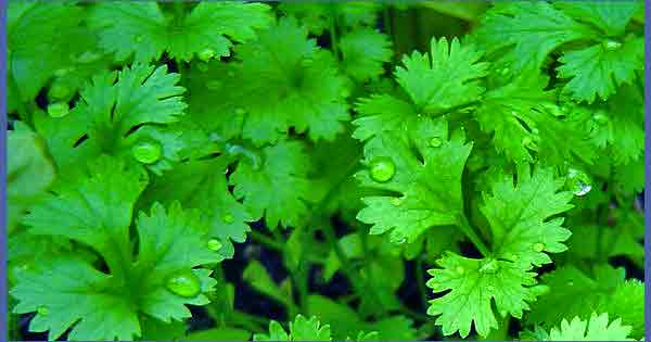 Coriandre, coriander