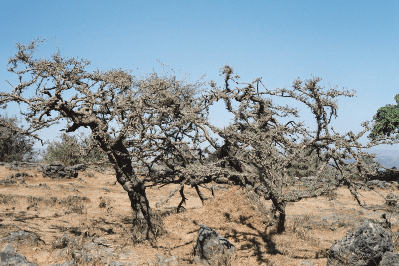 encens bio, organic frankincense