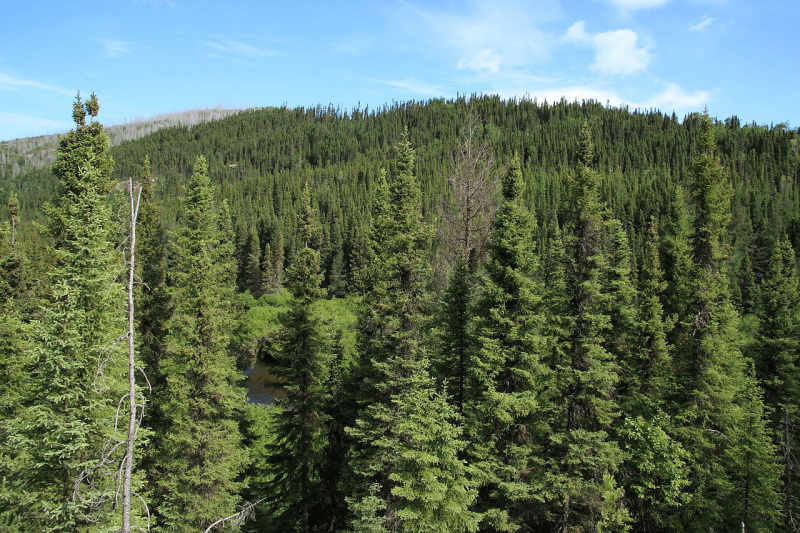 épinette noire, black spruce