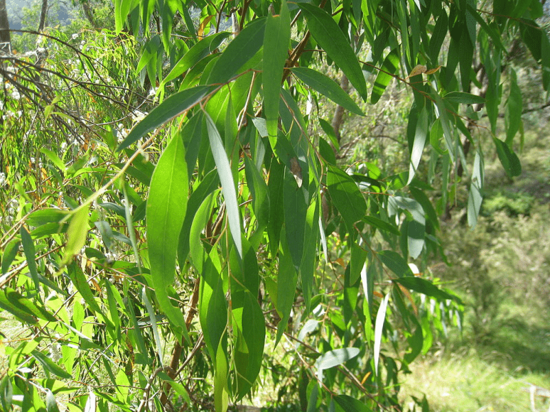 Eucalyptus officinal
