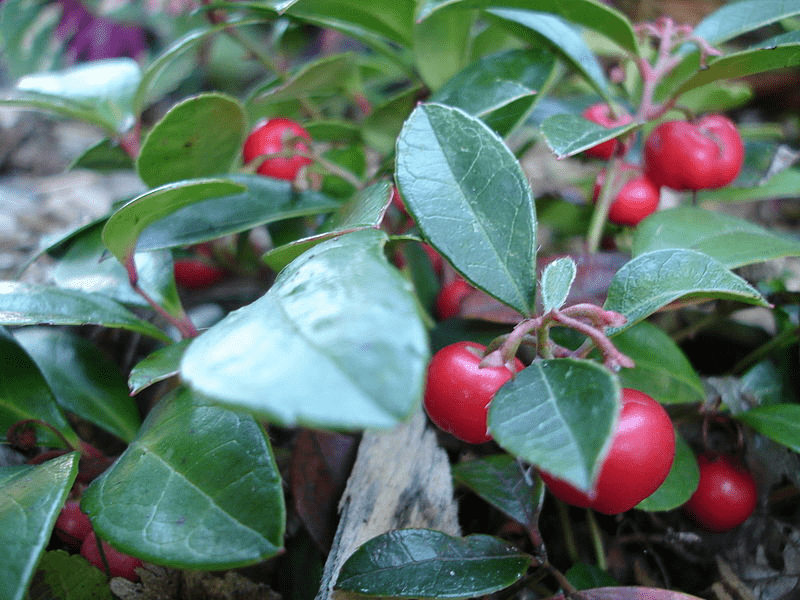 Gaulthérie, wintergreen