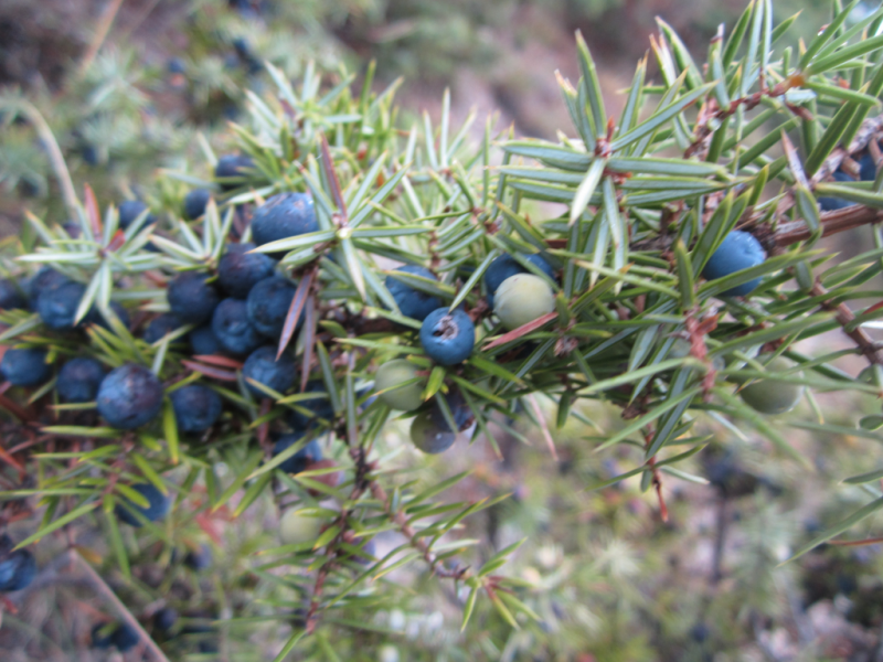 genévrier des montagnes, mountain juniper