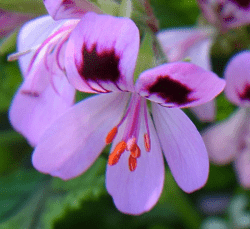 Geranium Rosat, geranium rose