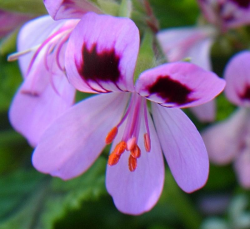 géranium rosat, geranium rose