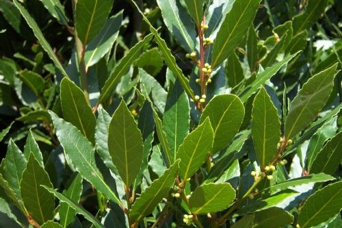 Le laurier sauce - Tout sur le laurier sauce (laurus nobilis), origine,  propriétés et utilisation en cuisine