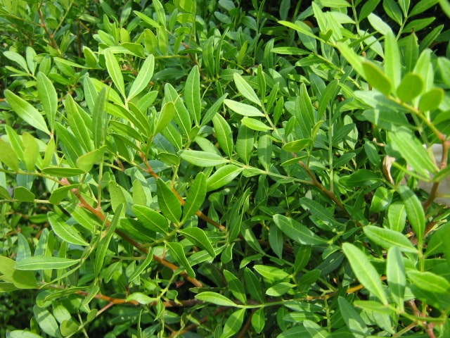 Lentisque pistachier, pistacia lentiscus