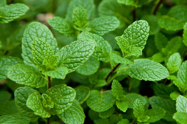 Extrait de menthe/extrait de menthe poivrée - Chine La Menthe