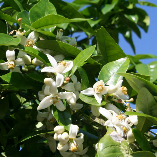 Hydrolat de Fleur d'Oranger (Néroli)